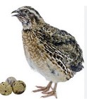 12 Jumbo brown Conturnix quails hatching eggs — photo 5