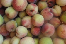 SIBERIAN C PEACH  | 10 FRESH seeds