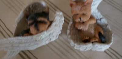 ASPCA Rare set of Terriers in perfect condition.  So cute!