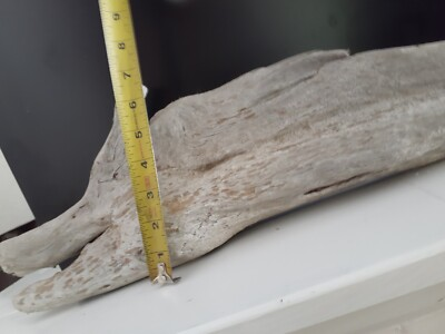 #ad #ad Drift Wood FOR THE TAXIDERMIST OR THE COLLECTOR $55.00