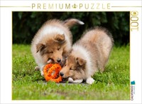 Calvendo Puzzle Collie Puppies Playing | 1000 Pieces, Finished Size 25.2 × 18.9
