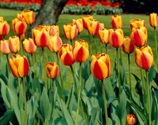 Apeldoorn Elite Tulip Bulbs for Planting