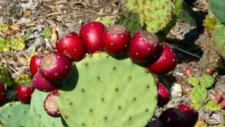 NOPAL Nopalina Nopalea Exotic Prickly Pear Cactus Sweet Fruit Seeds 20+PCS