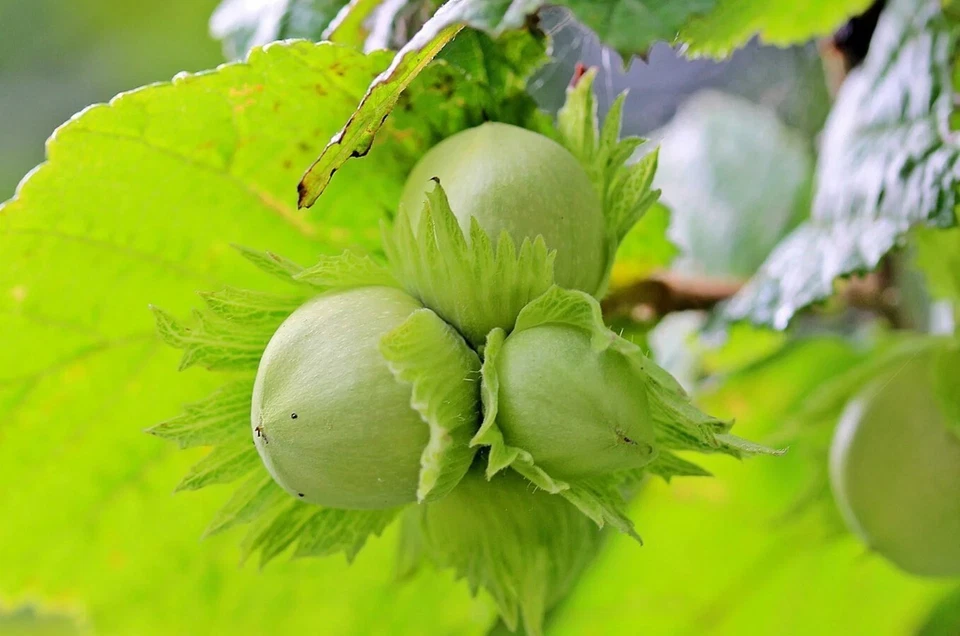 American Hazelnut Trees Plants - 10 to 12 Inch Tall - 4 Inch Pot - Image 2 of 4