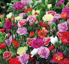 200+ Chianti Mix Carnation Seeds for Garden Planting - USA - FREE SHIPPING!