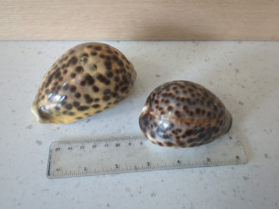 Cypraea Tigris Shells Spotted Tiger Cowrie Lot of Two 80mm & 100mm Large