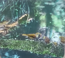 Water Thrush Feeding Young, Bird, c1940 Magic Lantern Glass Slide