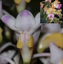 Aer. quinquevulnera x Aer. houlletiana Hang Pot