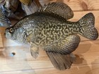 New Real Skin 3 Fish Mount Crappie Sunfish Perch Taxidermy  On Driftwood — photo 7