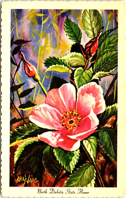 Wild Prairie Rose North Dakota State Flower Painting by Ken Haag ...