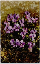 Vintage Postcard Purple Flowers c1910 Luray Kansas Fancy Cancel