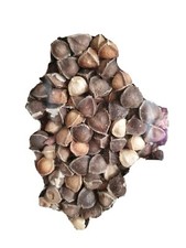 20 Seeds of Moringa Oleifera (Drumstick Tree/Miracle Plant) HERB