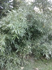 5 Bamboo/cane "Arundinaria Gigantea giant river cane(our native plant)on Sale 