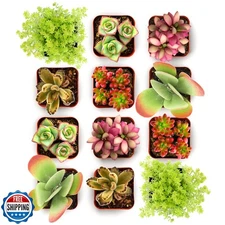 Shop Succulents Endless Summer Succulent Pack Collection - Live M