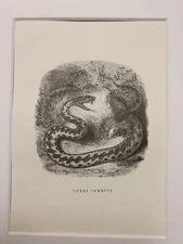 ANTIQUE STEEL ENGRAVING SNAKE SNAKE REPTILE AFRICA 1858 NATURE RETRO VINTAGE