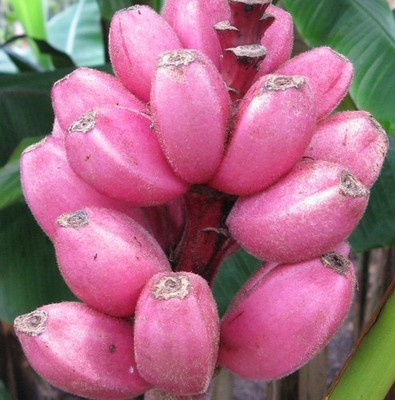 super SAMEN exotische Zimmer-Pflanzen Terrasse Balkon ROSA BANANE witzig lecker