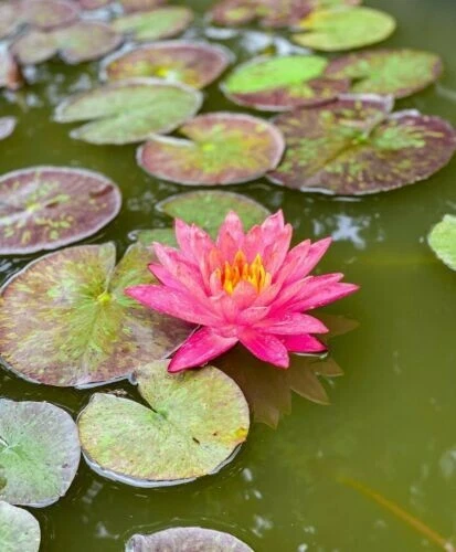 Nymphaea 'Wanvisa' Water Lily