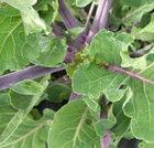 Taunton Deane - Rare Perennial Winter Kale - Two Cuttings - Free UK Delivery!