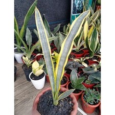 Sansevieria Assalam Rare Unique Snake Exotic Plant PL057