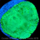 Corals of Eden WYSIWYG Live Coral Frag ~ Aurora Borealis Leptoseris Coral SPS — photo 2
