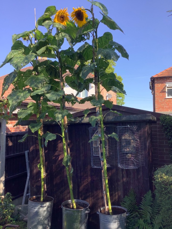 Renee's Garden Sunzilla Giant Sunflower Seeds new Sealed Packet USA