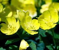 PRIMROSE EVENING Oenothera Lamarckiana - 5,000 Bulk Seeds