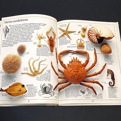Vtg Book 1988 Skeleton Human & Animals Detail Bones Osteology Eyewitness Books