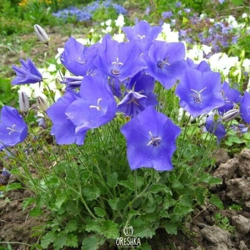 Campanula carpatica 30+ PCS fresh seeds, Blue clips bellflower, Campanula - Foto 3 di 8