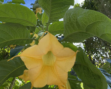 Brugmansia aurea - yellow flowers - 25 seeds - Golden Angel's Trumpet - gm testd