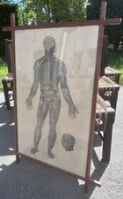 90cm Bourgery and Jacob Anatomy Nevrology Lithograph Medicine Skeleton 19th Century