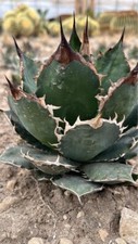 Agave Titanota Var Caesar Rara Pianta In Vaso 16 CmA Prezzo Speciale