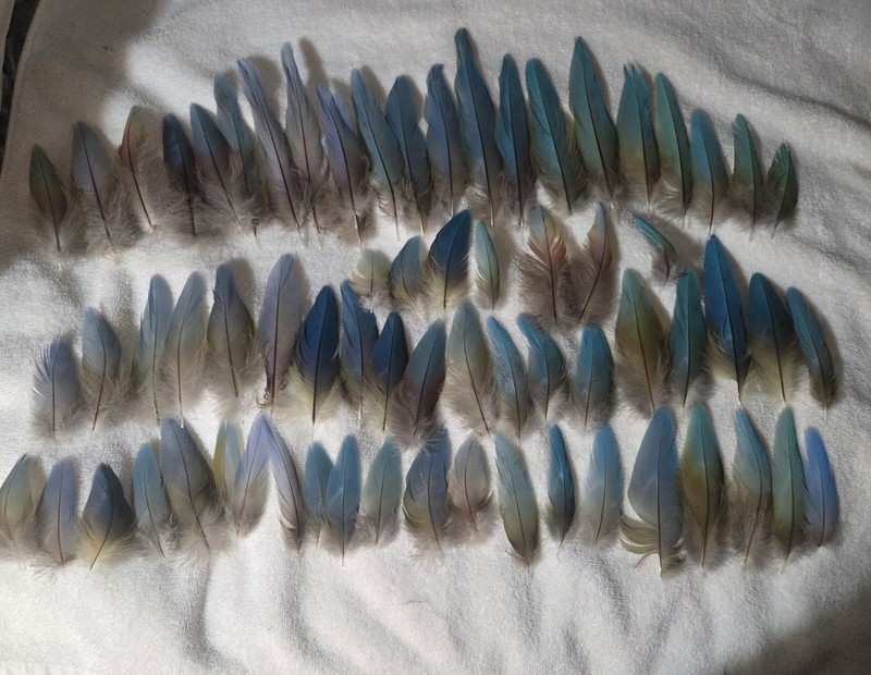 Macaw Parrot Feathers tail Covers 60+ Shades Of Blue