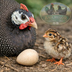 8 Guinea Fowl Hatching Eggs-Pearl-chance of hatching Lavender — photo 1