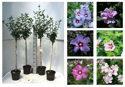 Hibiscus Stämmchen Hibiskus 80cm Stamm Blue Bird Hamabo Woodbridge