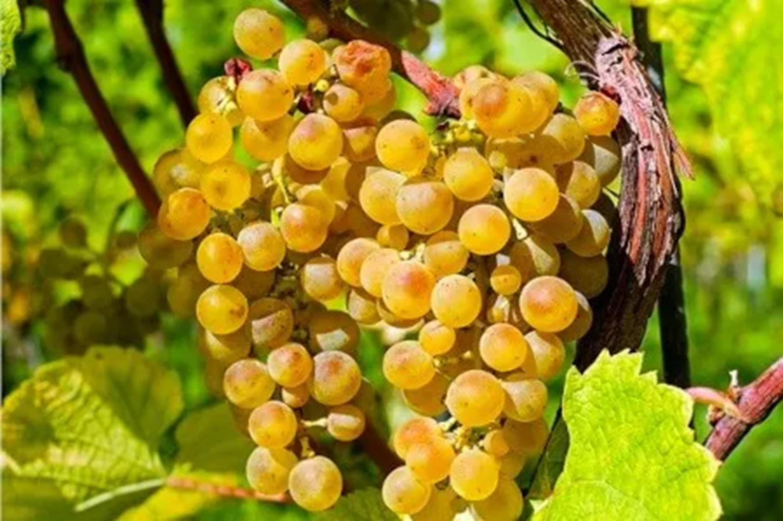 Noah Grape- seedless-2 cuttings - no roots- easy to root
