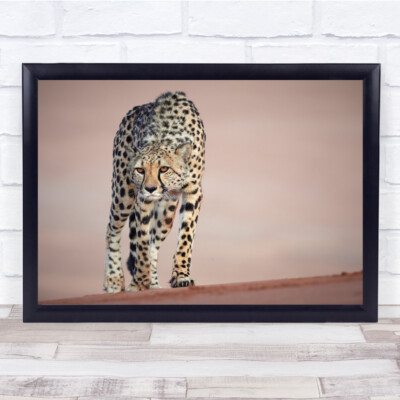 Namibia Gepard Afrika Bokeh Katze Wildtiere Wild Natur Tier Wandbild Kunstdruck