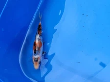 BEATIFUL SANKE   4.5-5   INCHES APPROX.