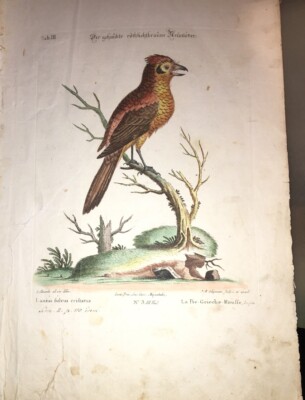 GEORGE EDWARDS - 18TH CENTURY COLOR ENGRAVING THE PIE RED GRIÉCHE HOOPÉE - 1770
