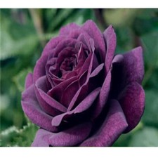 100 EXOTIC Purple ROSE seeds home garden flower seeds