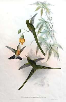 Antiker Vogel Druck KOLIBRI Grünschwanzsylph Original JOHN GOULD um 1855