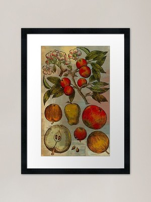 Botanischer Druck - Obst Botanicals - Ap gerahmtes Wandbild Poster Leinwanddruck Bild