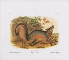 Audubon 1989 Vintage "Grey Fox" Wow! Gorgeous Mammal Color Art Plate Lithograph