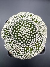 Mammillaria Luethy  Pot 7,5