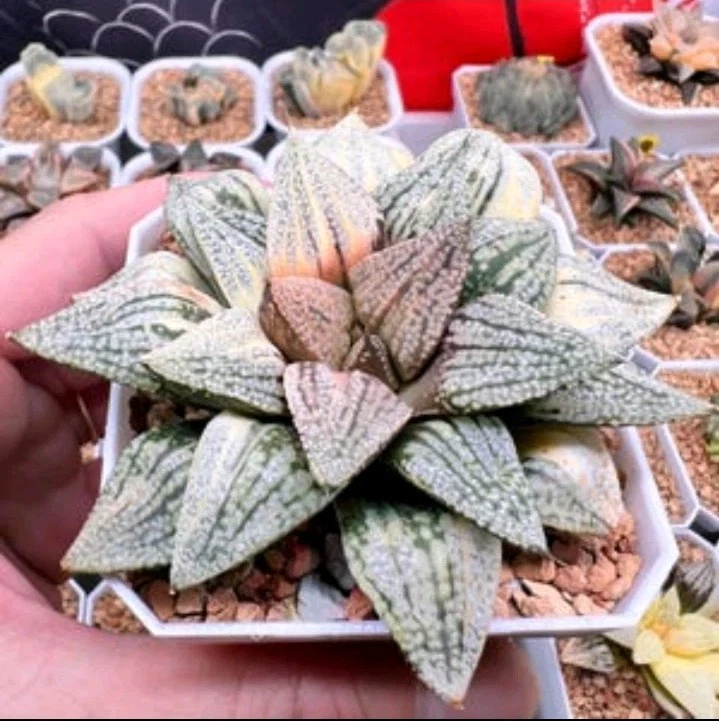 Haworthia Picta Cobra Variegated Rare Succulent Plant
Opens in a new window or tab