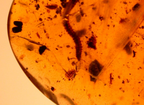 Schöner langer Tausendfüßler mit Larve in burmesischem Bernstein Fossil Dinosaurierzeit - Bild 4 von 14