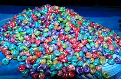 1/2 POUND OF DYED VENETIAN SNAIL SHELLS BEACH DECOR NAUTICAL CRAFT TROPICAL