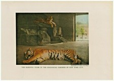 1916 Print Autochrome Sleeping Bengal Tiger New York City Zoo G9