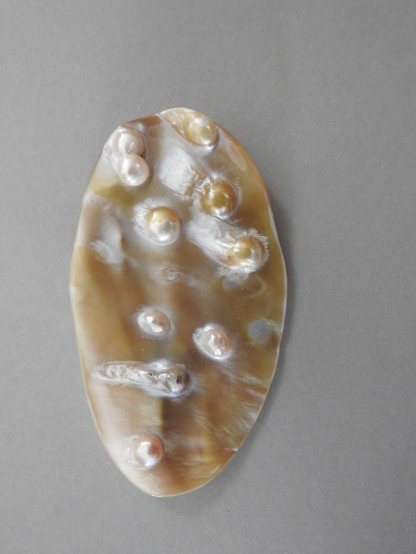 BLISTER PEARLS ON SHELL DISC BASE display or make jewelry
