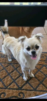 gumtree chihuahua dogs for sale