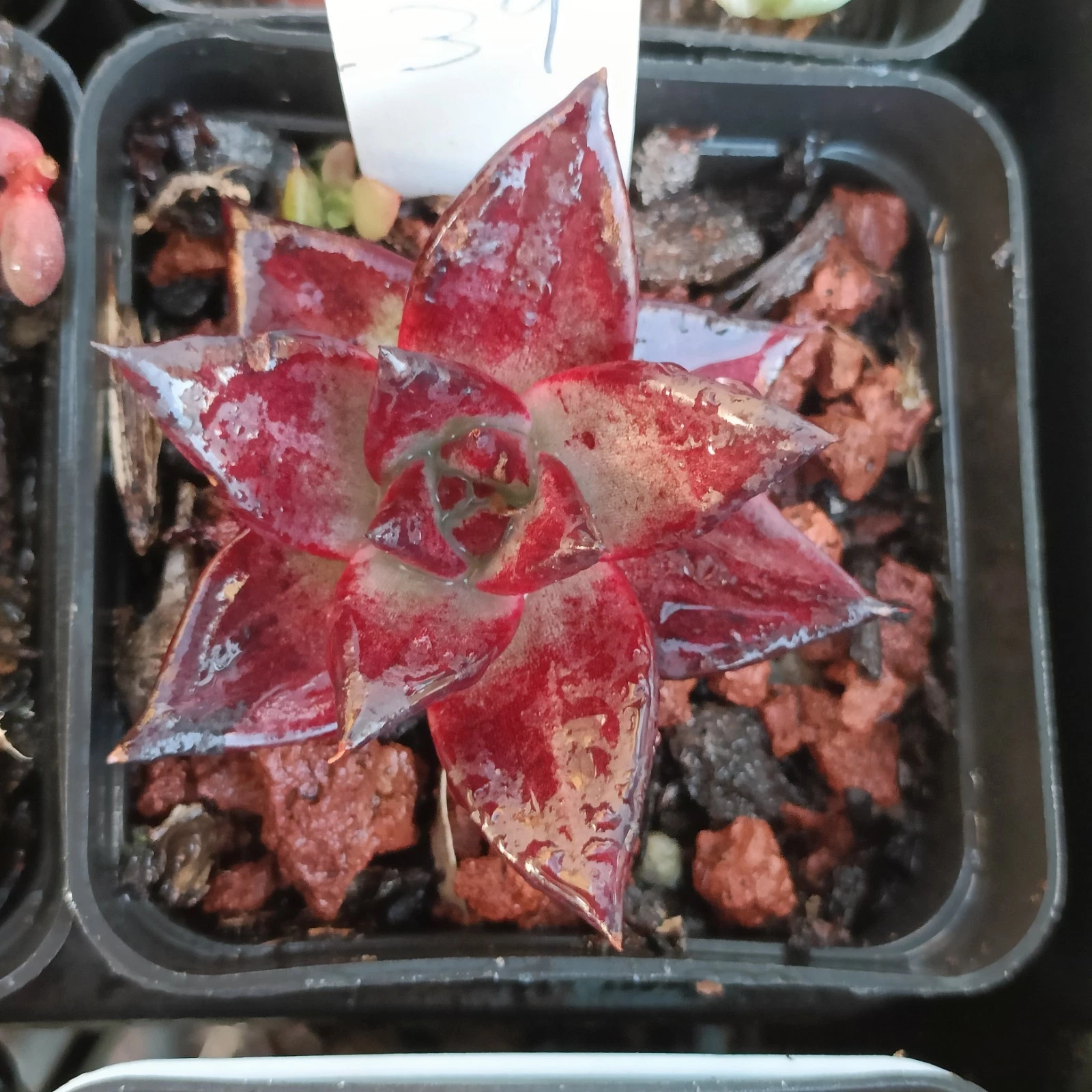 Echeveria Rubin Monstrosa form, rare Succulent plant 22
Opens in a new window or tab